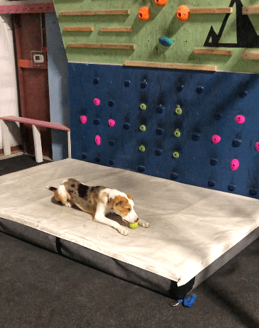 summit brought out the best in forbie the blind dog
