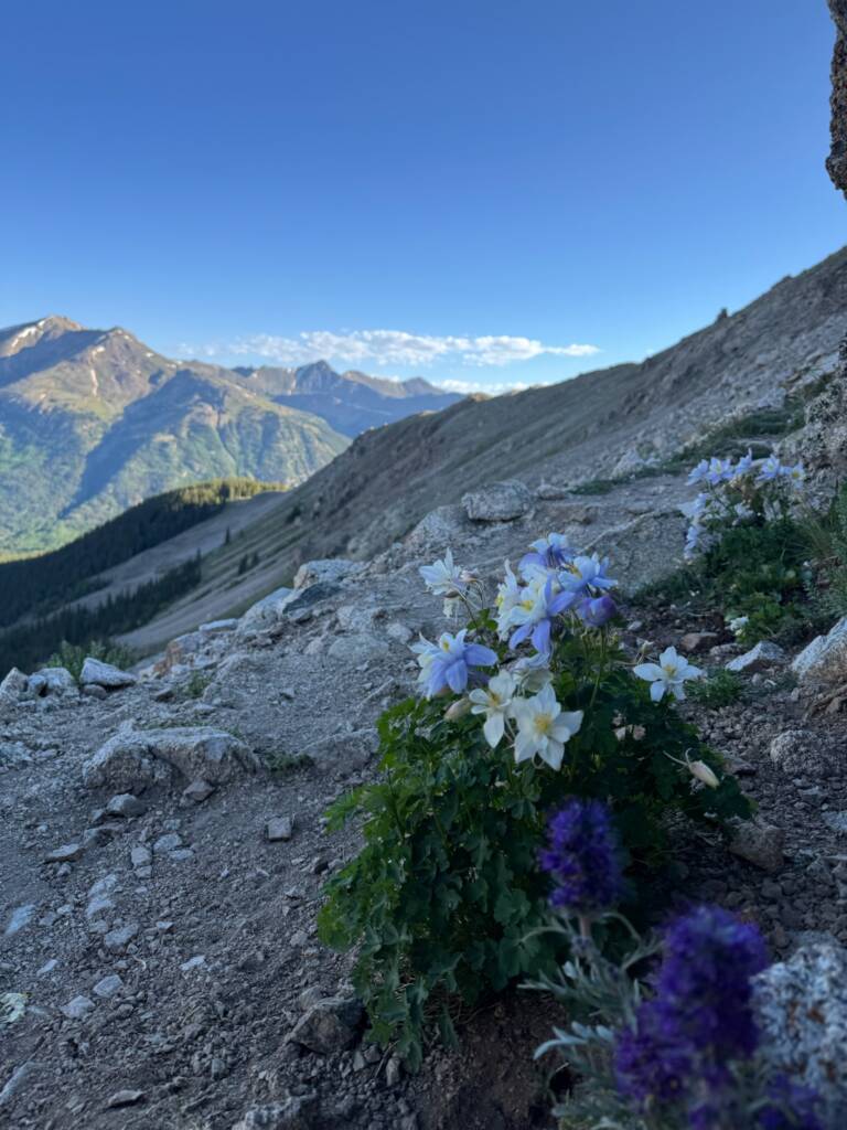 Alpine flowers in Colorado