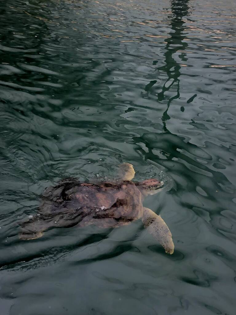 Courtney celebrating earth day with memories from exploring the atlantic ocean and viewing ocean wildlife