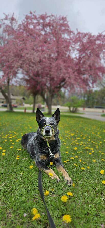 Patrick relating fear to training his cattle dog age