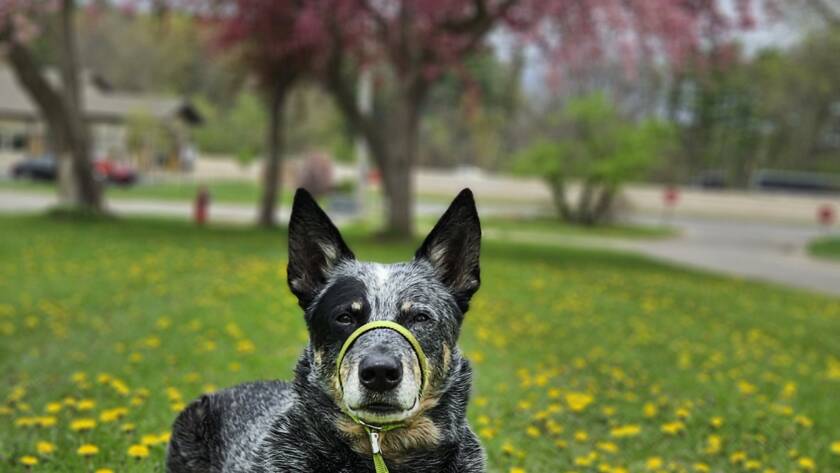 Patrick relating fear to training his cattle dog age
